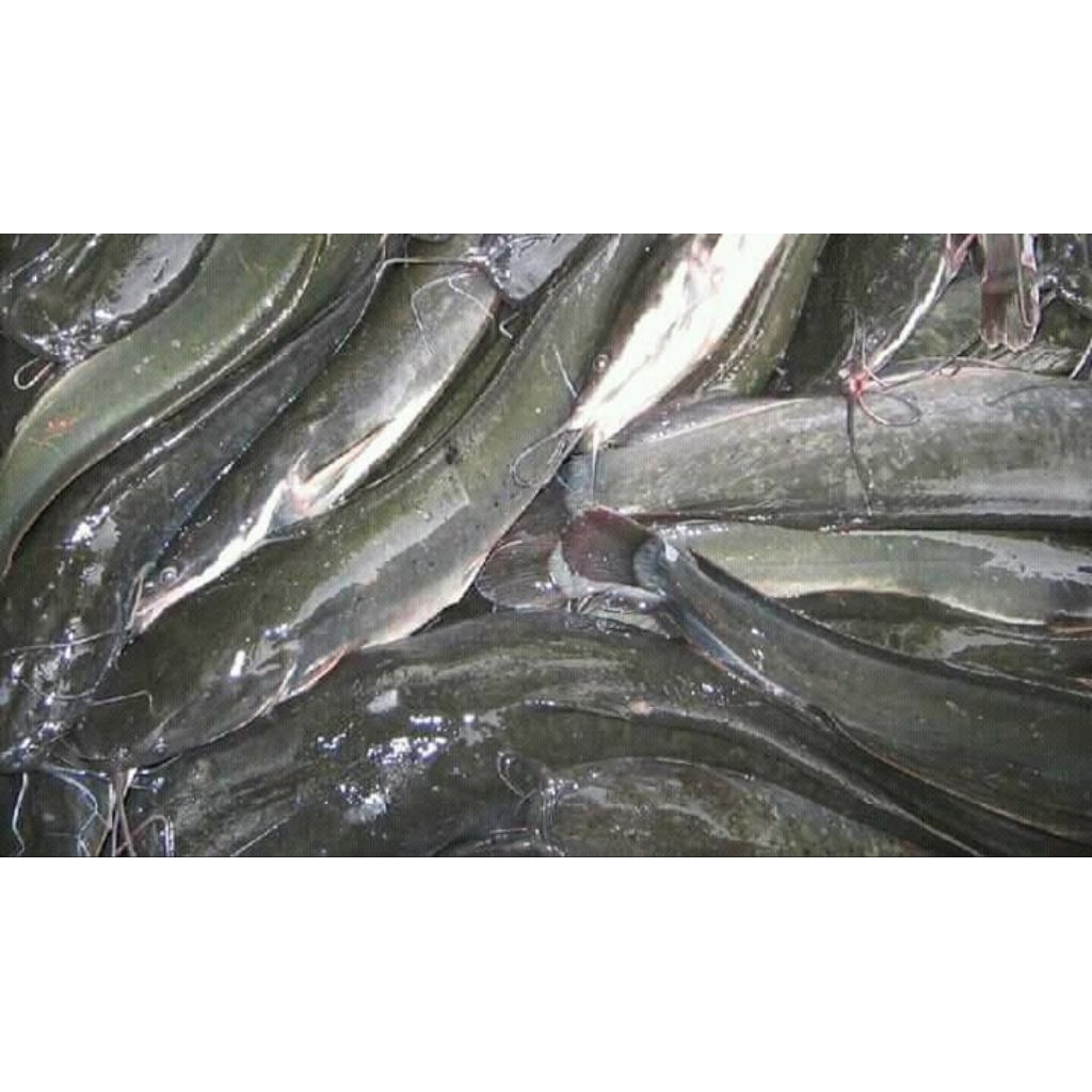 

Ikan lele full organik non pelet/kimia 500 gram