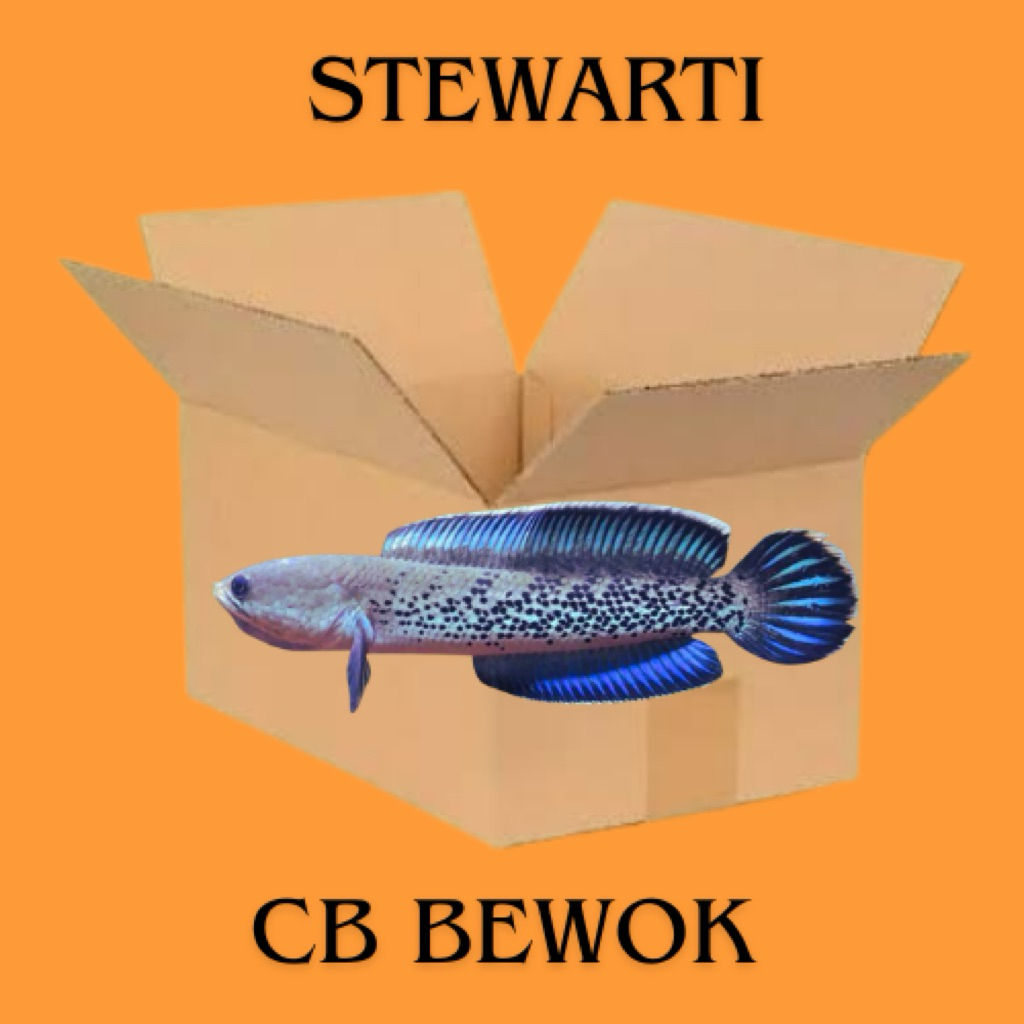 STIKER CHANNA STEWARTI CB BEWOK FISH 5-8cm FULL DOT GRADE TERBAIK