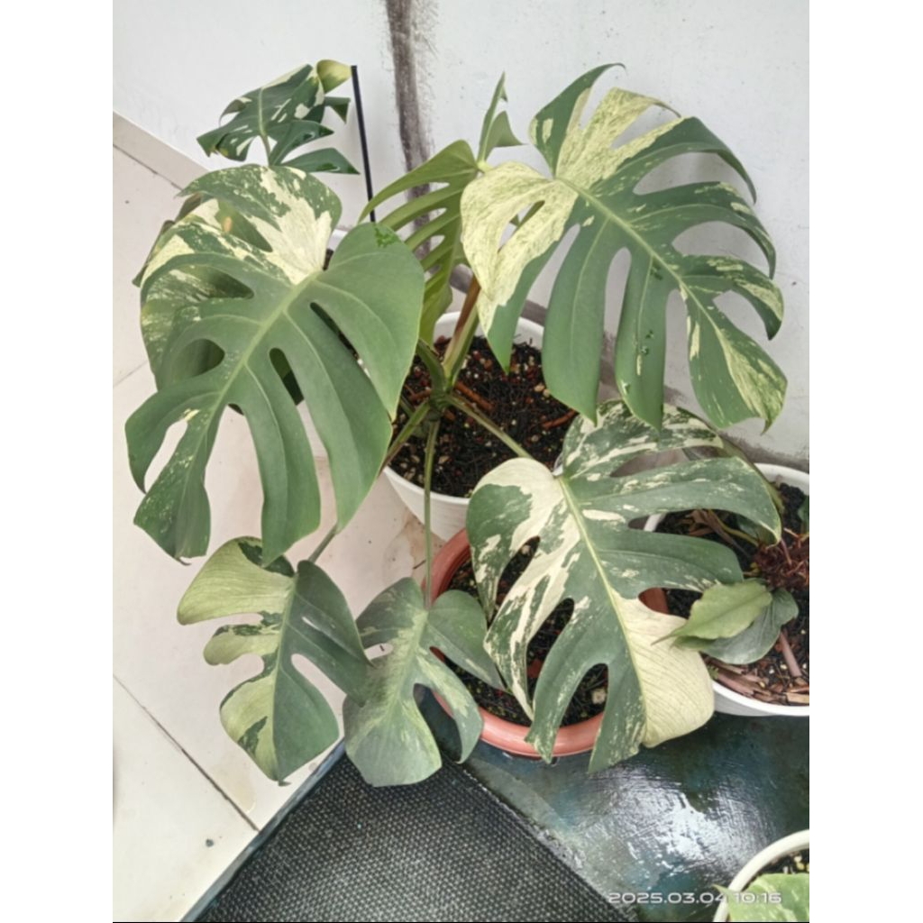 philodendron monstera variegata mint