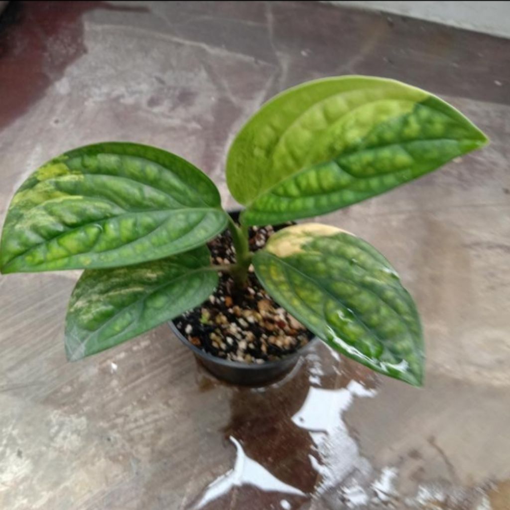 monstera karstenianum sirih badak variegata