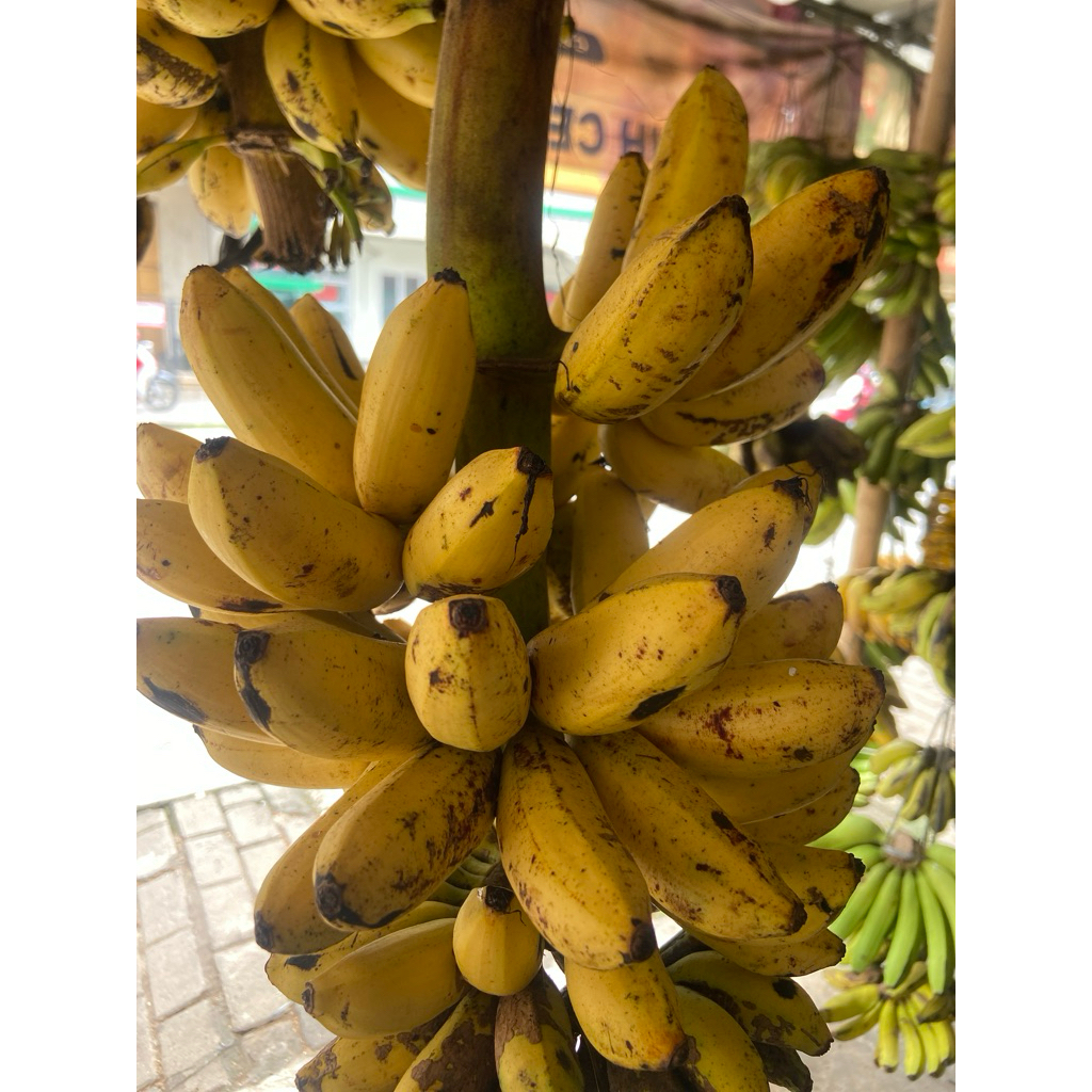 

Pisang Emas
