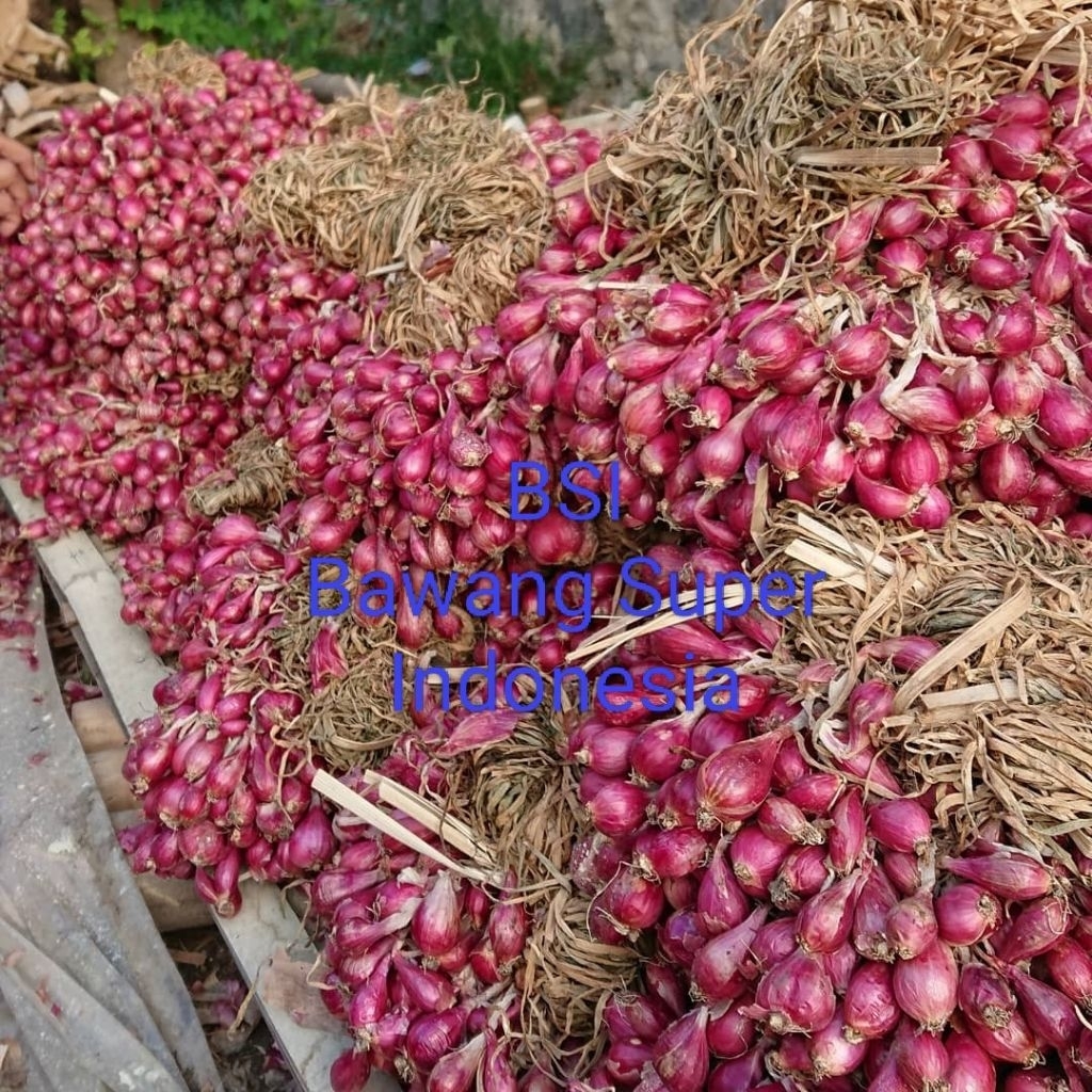 

Bawang Merah Super Jawa Ukuran Yang Sangat Besar Dan Kulit Yang Bersih Dan Kering 500g