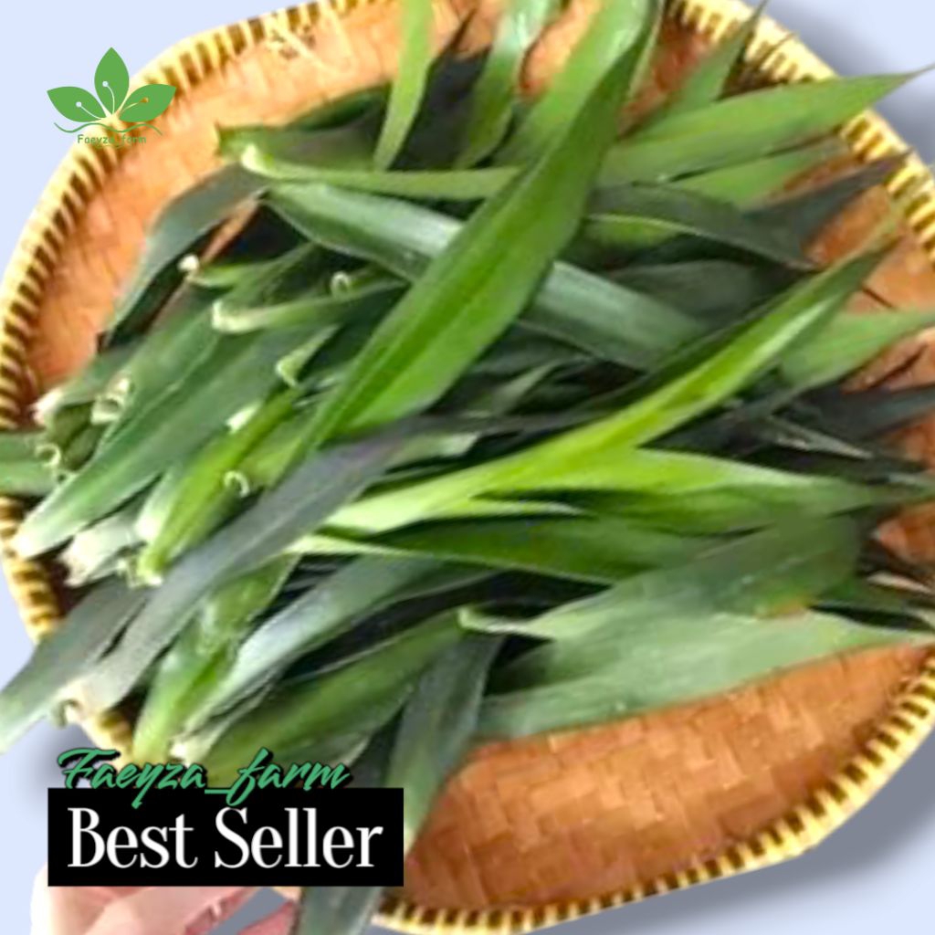 

Daun suji segar/pewarna alami