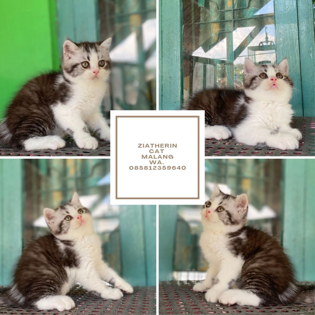 Kucing Kitten Scottish Straight Jantan