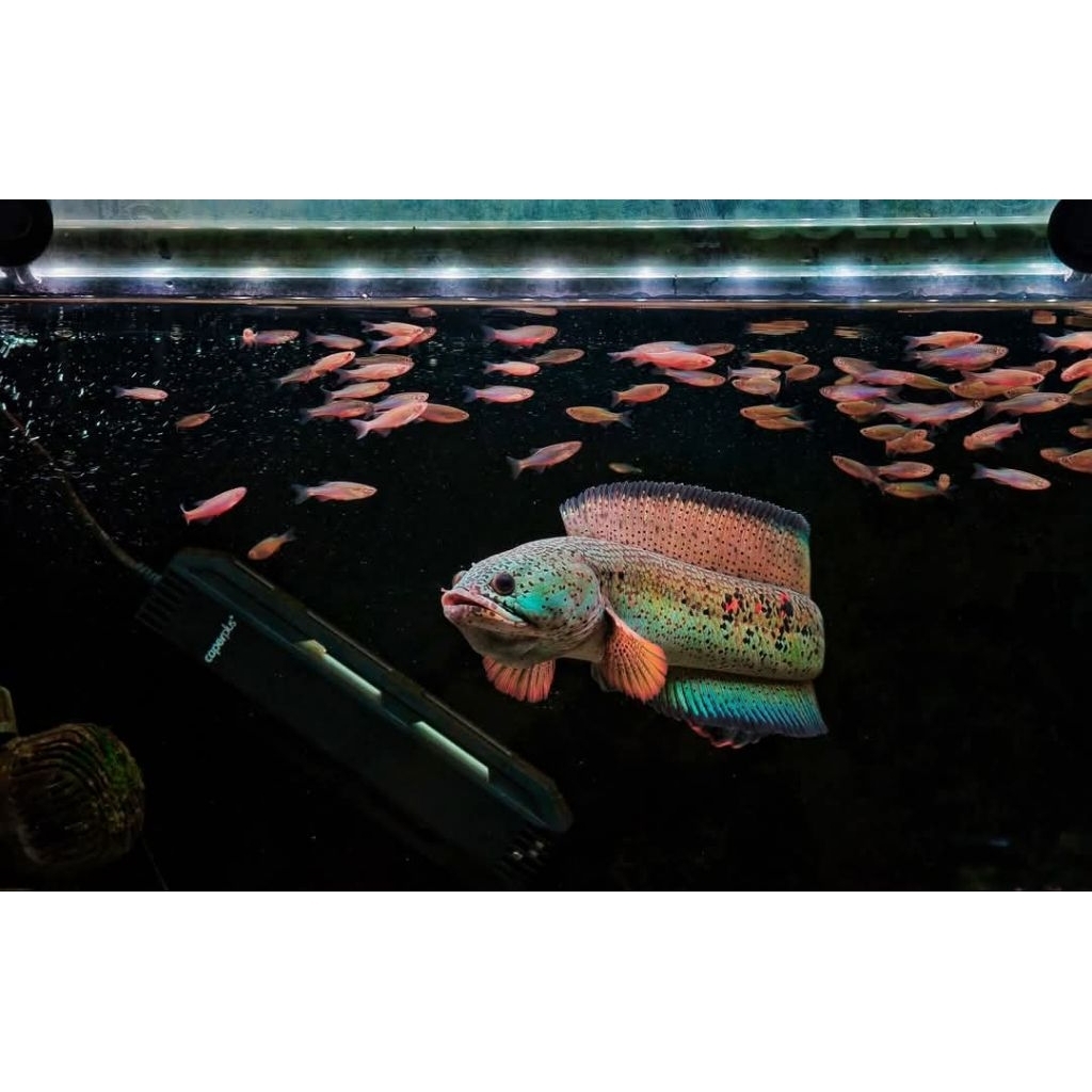 Chana baby Barca spek kontes size 3-6cm