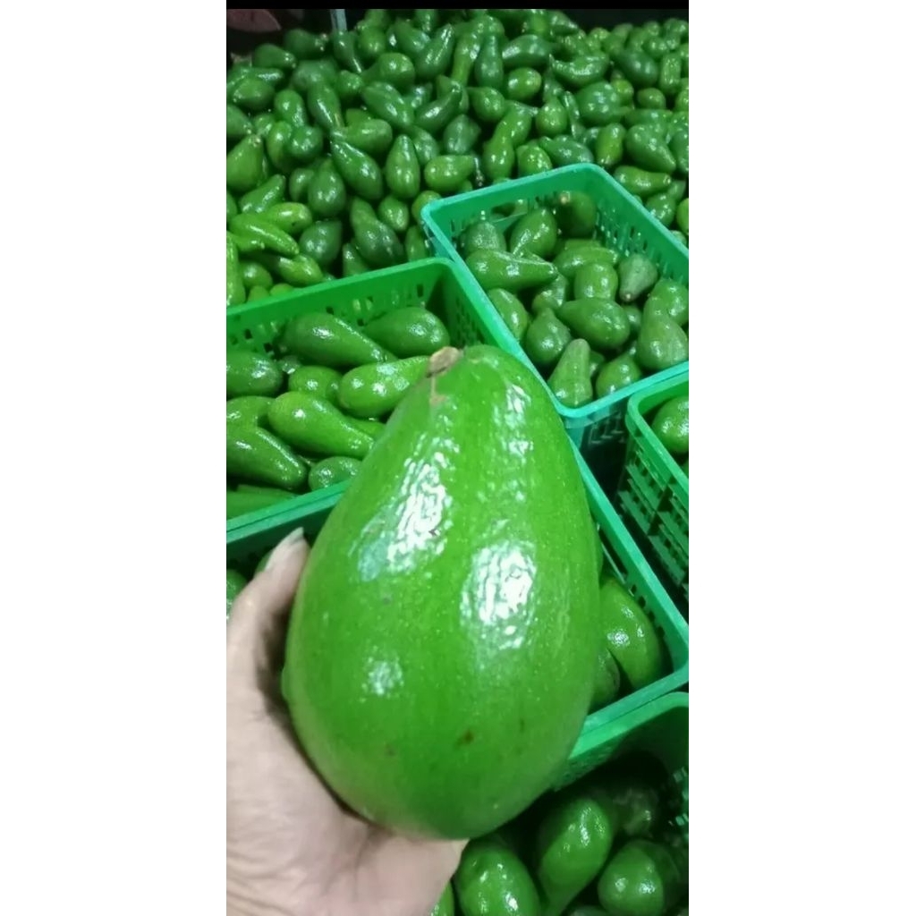 

alpukat mentega 1 kg isi 3-4 asli bandungan semarang