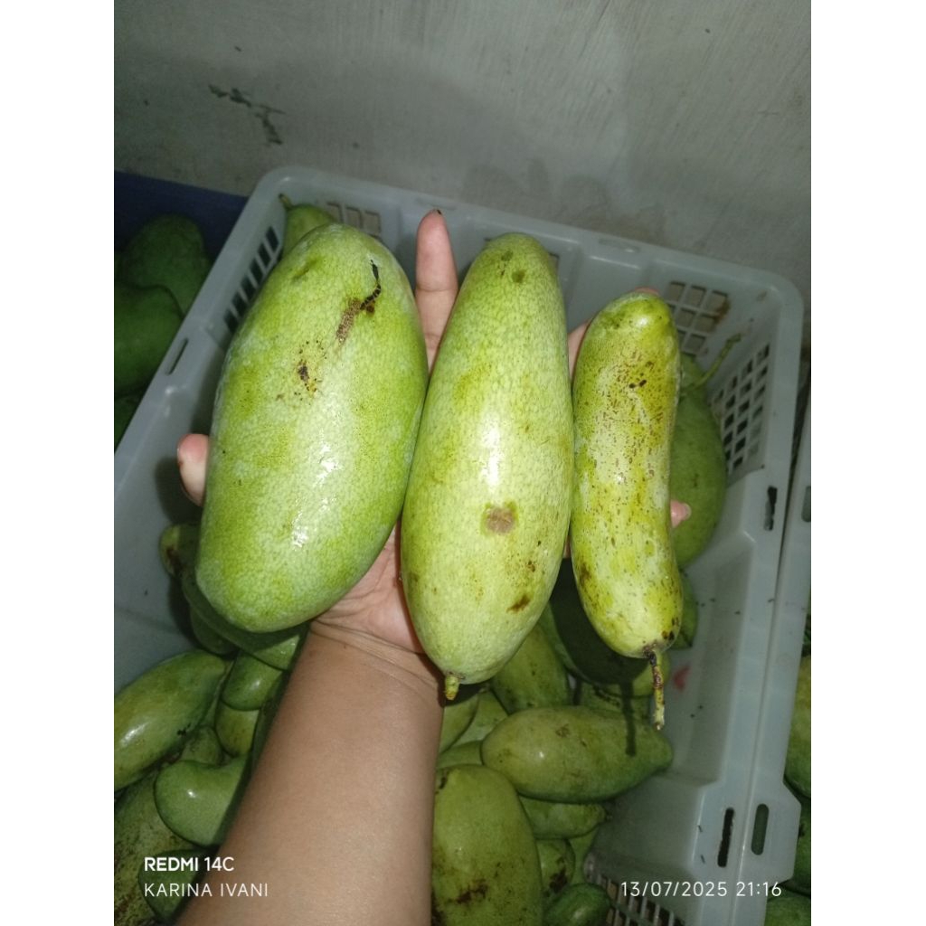 Mangga Golek