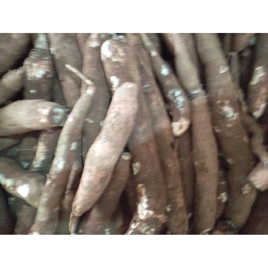 

Bahan Singkong mentah segar kilogram