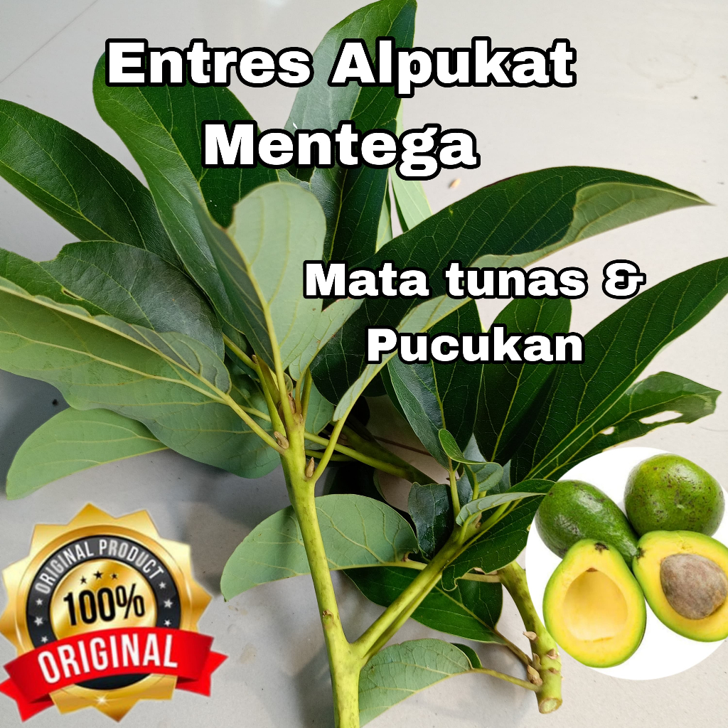 ENTRES PUCUKAN ALPUKAT MENTEGA SUPER ENTRES ALPUKAT SUPER BAGUS