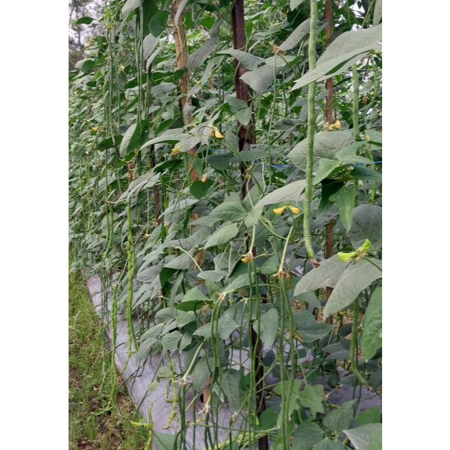 Louay_Idstore Benih Kacang Panjang Hijau Semeru 500 Gram Benih Prima Unggul Lebat Mudah Dirawat Biji