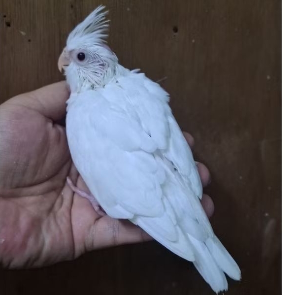 Baby Falk Albino Mata Merah Anakan Parkit australia Albino