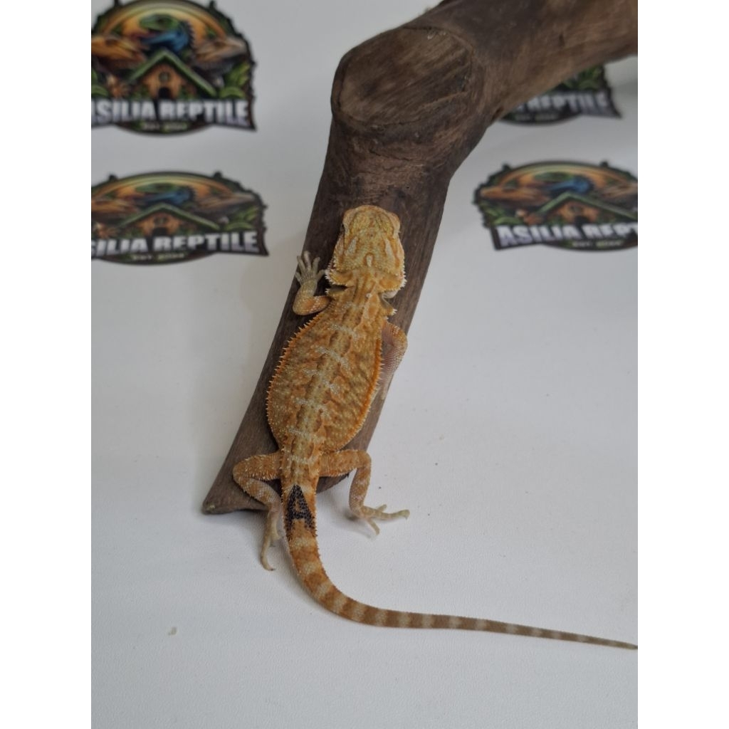 Baby Bearded Dragon Red Hypo Trans