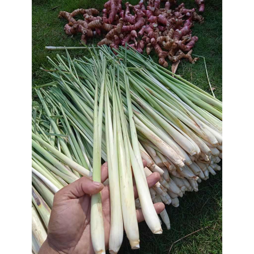 

Serai Fress! sereh segar (Lemongrass) sereh sayur 1 kg
