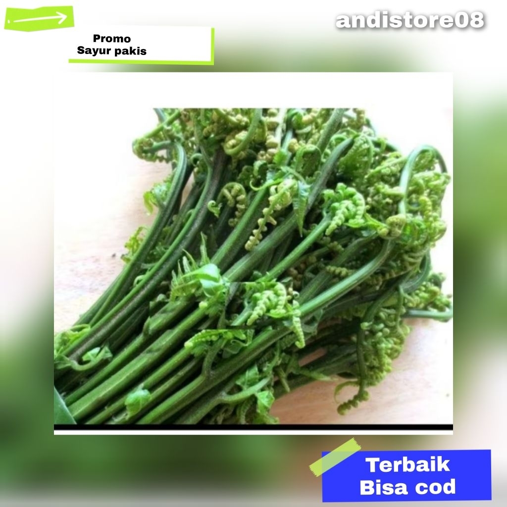 

sayur pakis hutan asli masih segar 500g