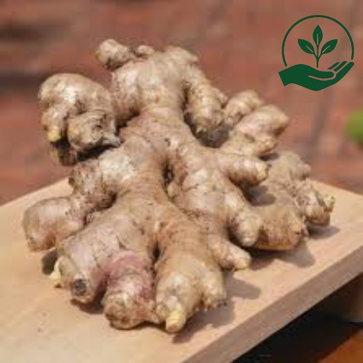 

Jahe Emprit fresh 250 gram