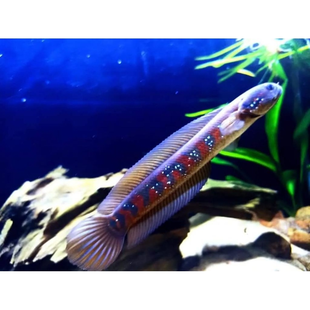 Asiatica RS PURE 5-7cm ( GARANSI 100% )( BISA COD) Bayar di Tempat