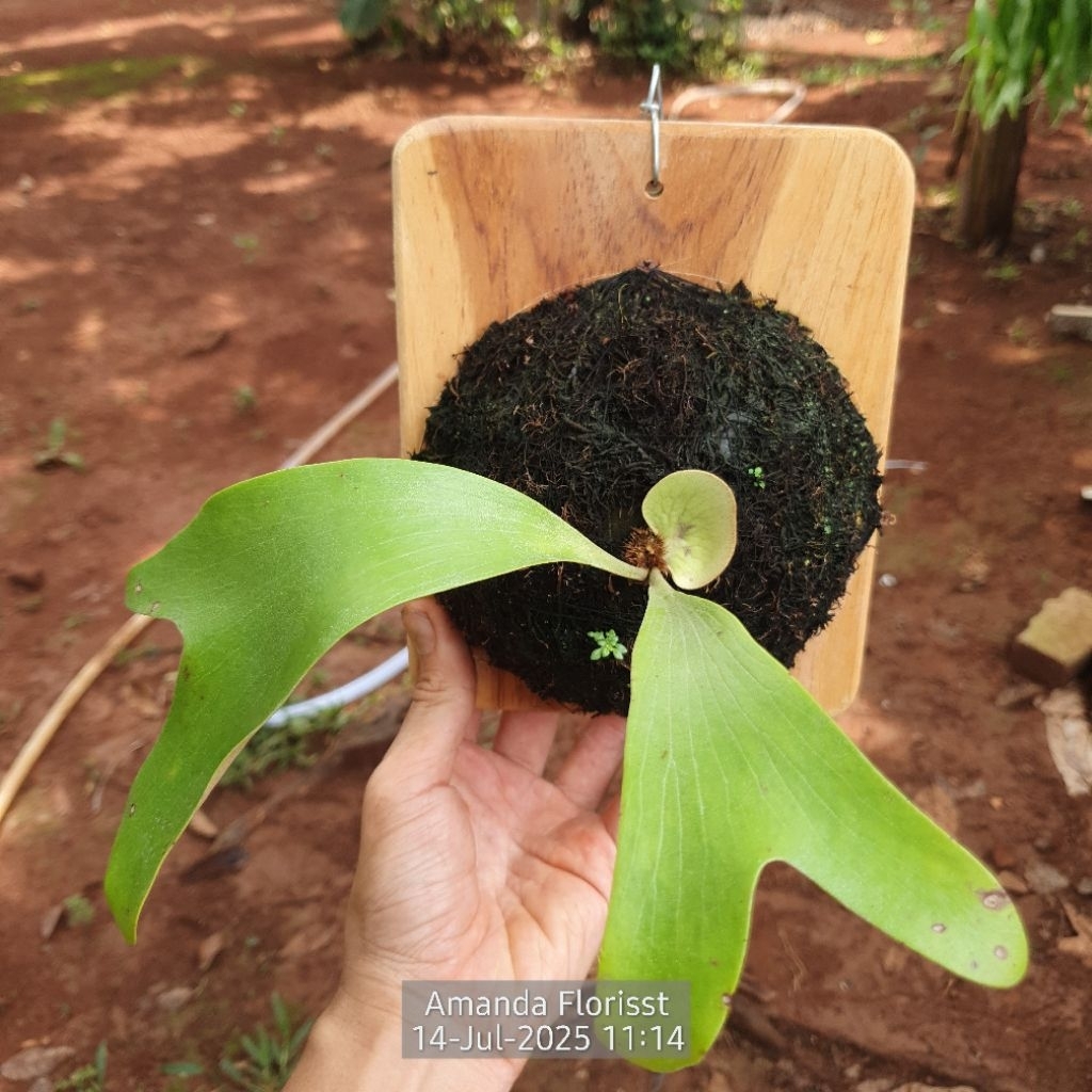 PLATYCERIUM ELISOTIS ELLISOTIS (ELLISII X ELEPHANTOTIS )