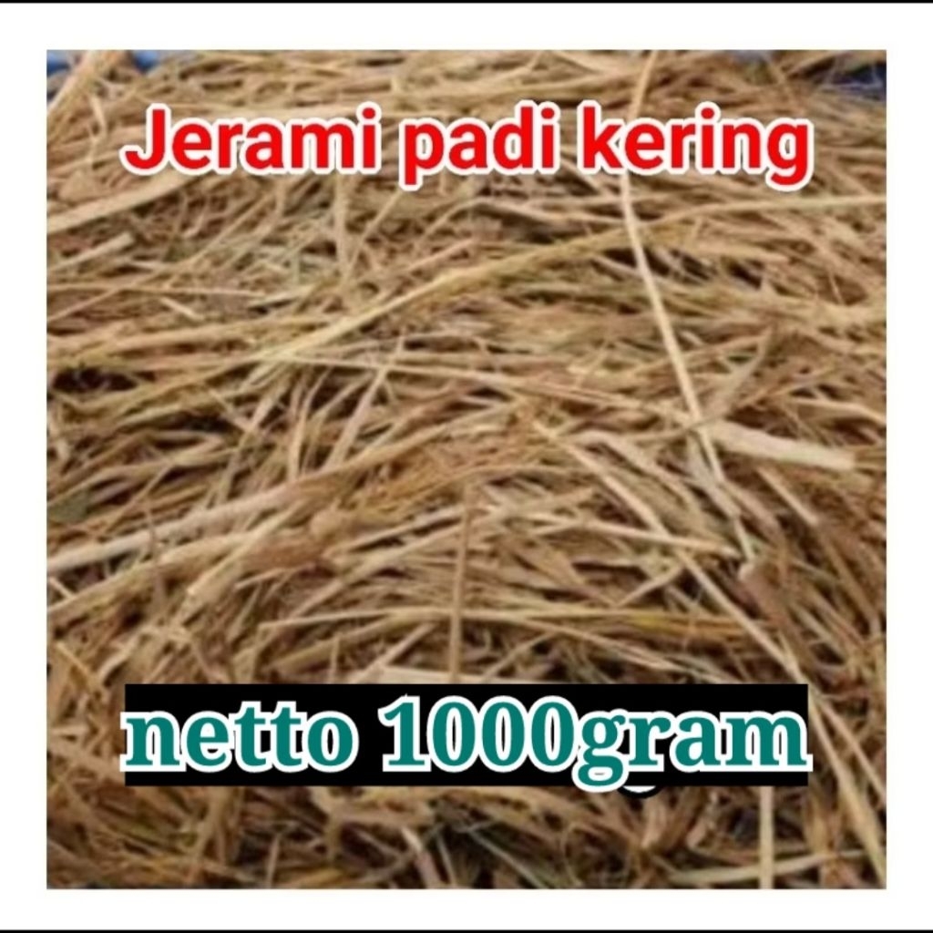 jerami padi kering 1kg