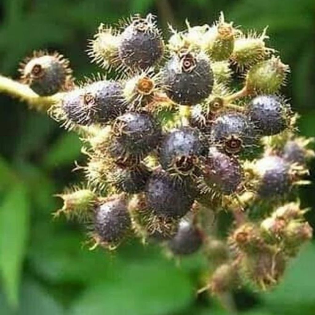 

buah harendong/senggani bulu segar per 100gram