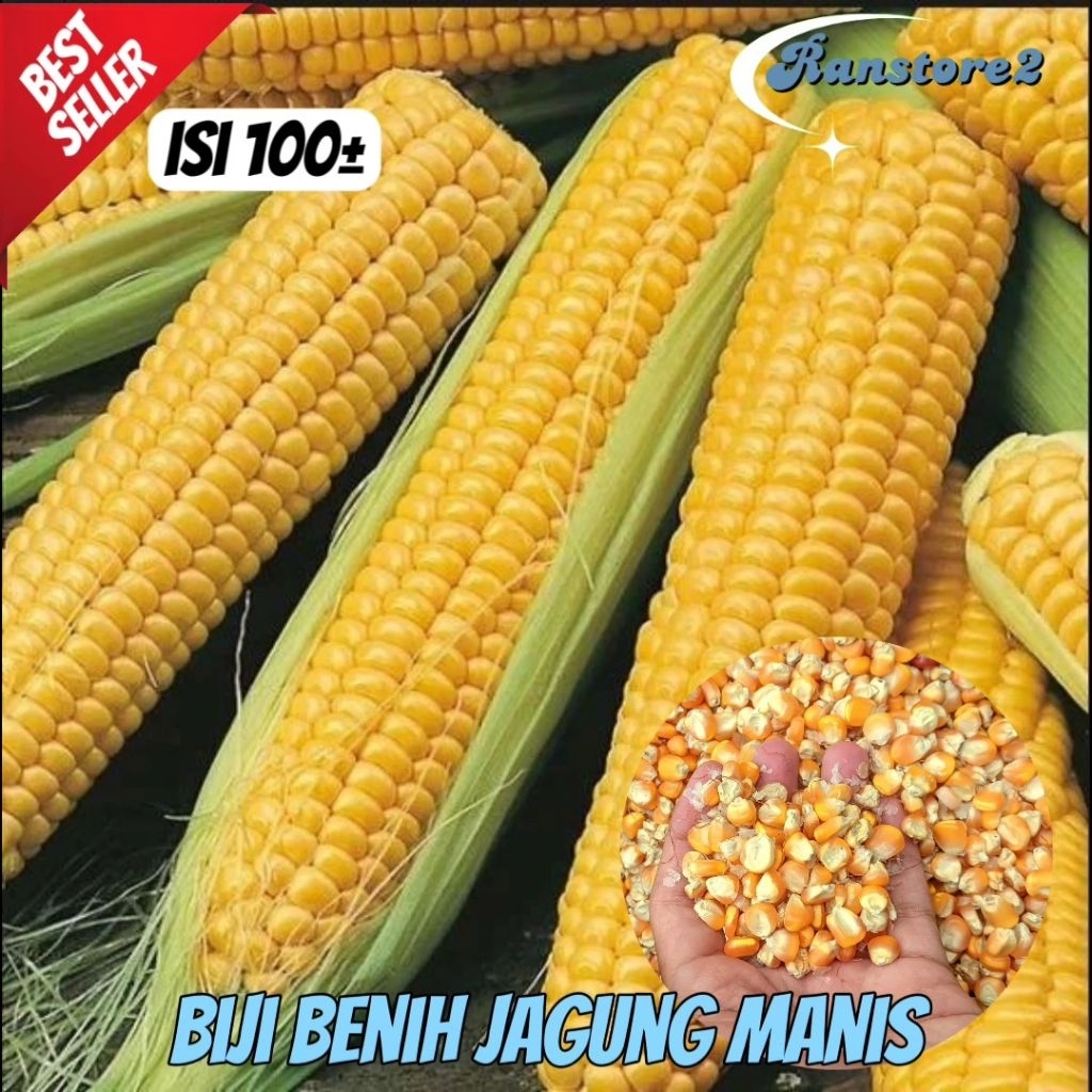 

(100±) benih jagung manis siap tanam