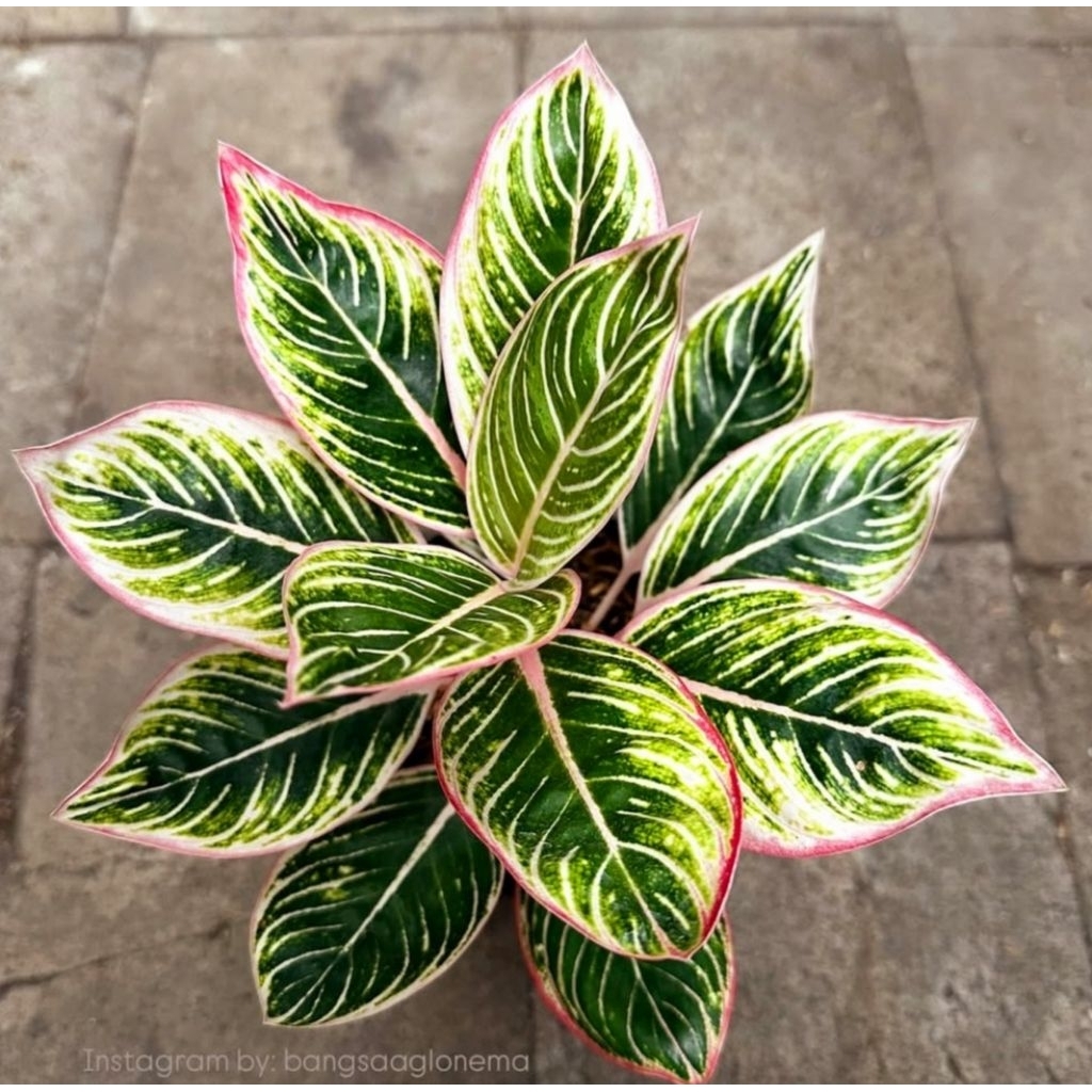 Tanaman Hias Aglonema Minion Bibit Bonggol BERAKAR Bertunas Pasti Tumbuh / Tanaman Hias Bonggol Mura