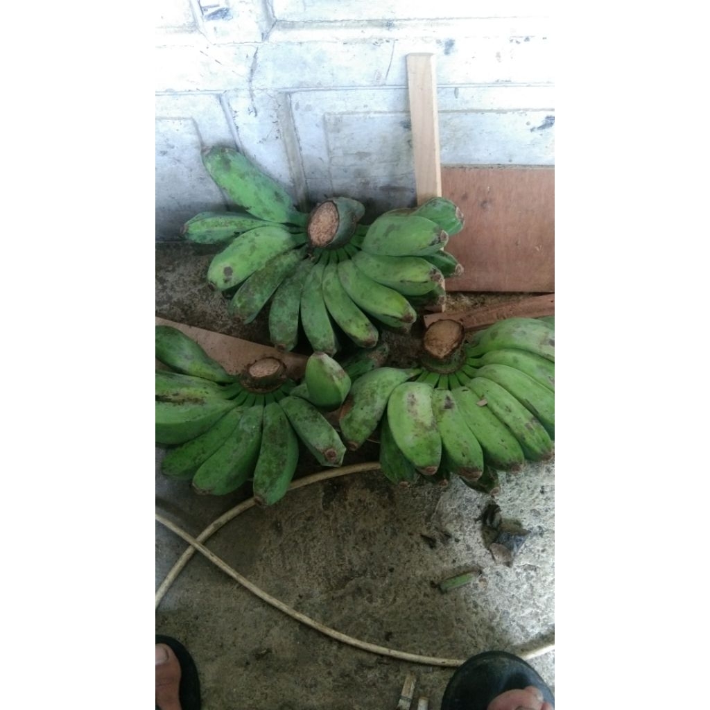 

buah pisang kepok super perkg