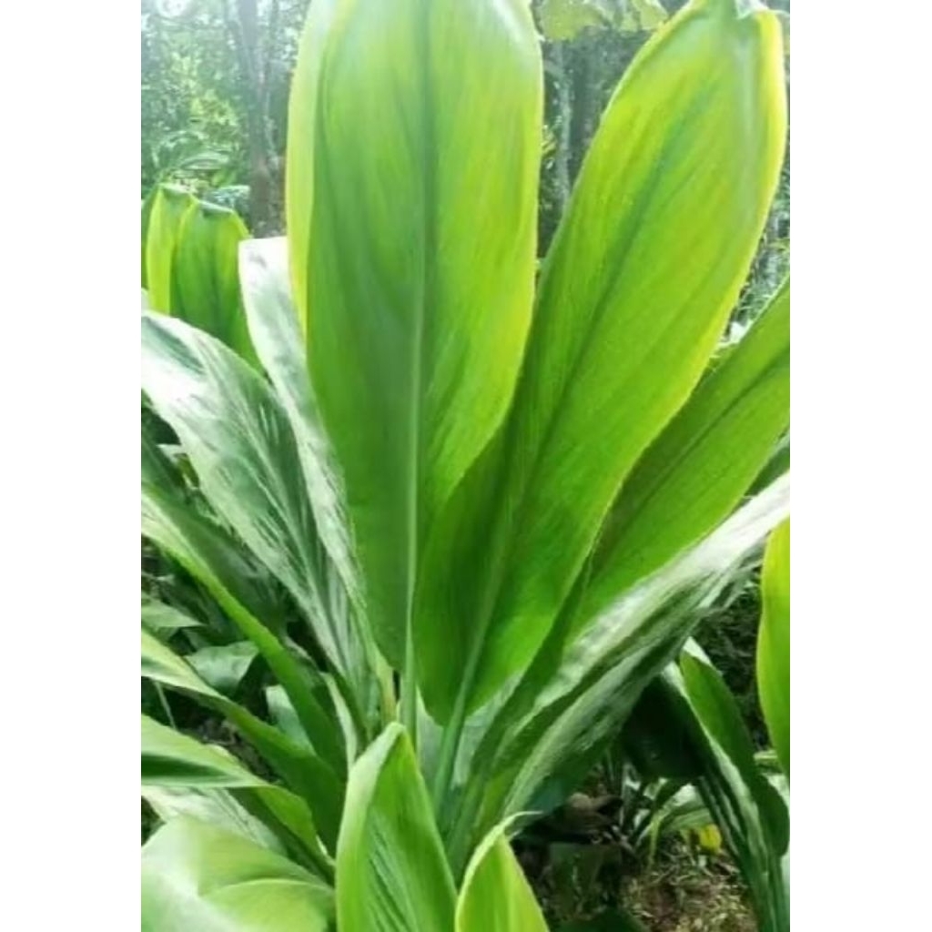 

DAUN HANJUANG BUNHKUS MAKANAN 1 kg