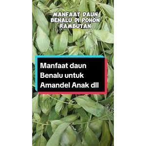 

1Kg Benalu Rambutan Murni Fresh Petik Pohon