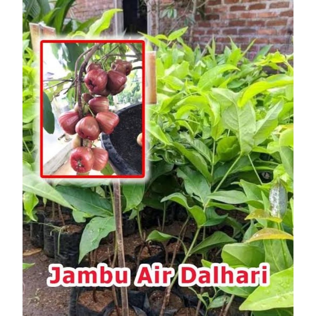 Bibit Buah Jambu Air Dalhari Okulasi Siap Tanam