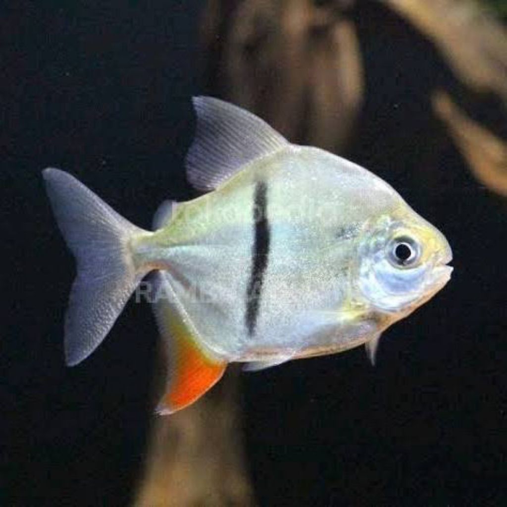 kebutuhan hiasan mlyeus thinbar dolar mlyeus thin bar