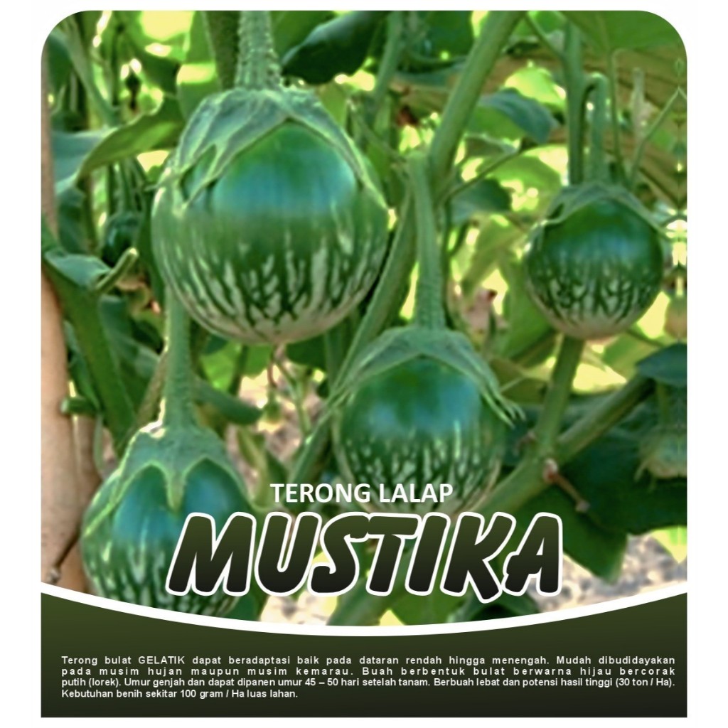 

MUSTIKA Terong Bulat Lalap