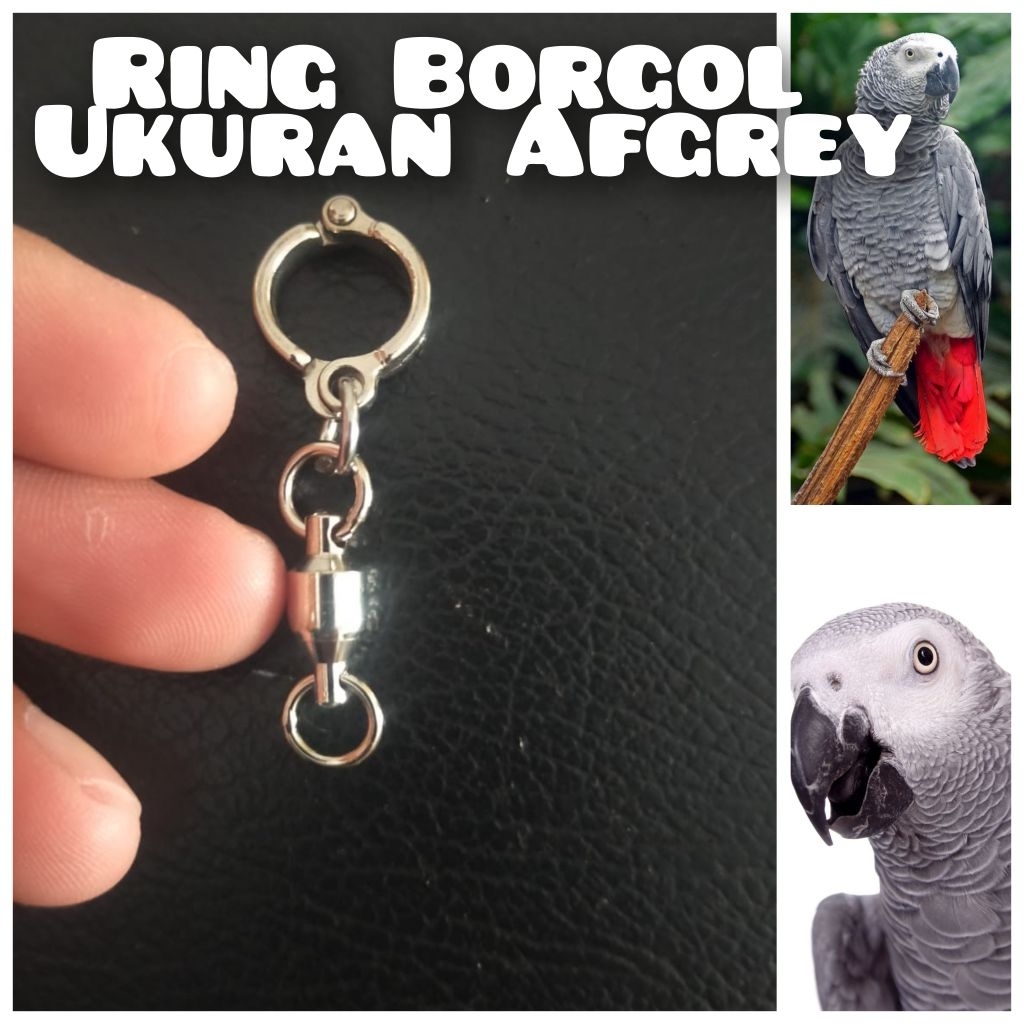 Ring Borgol Burung Parrot African Grey / Afgrey
