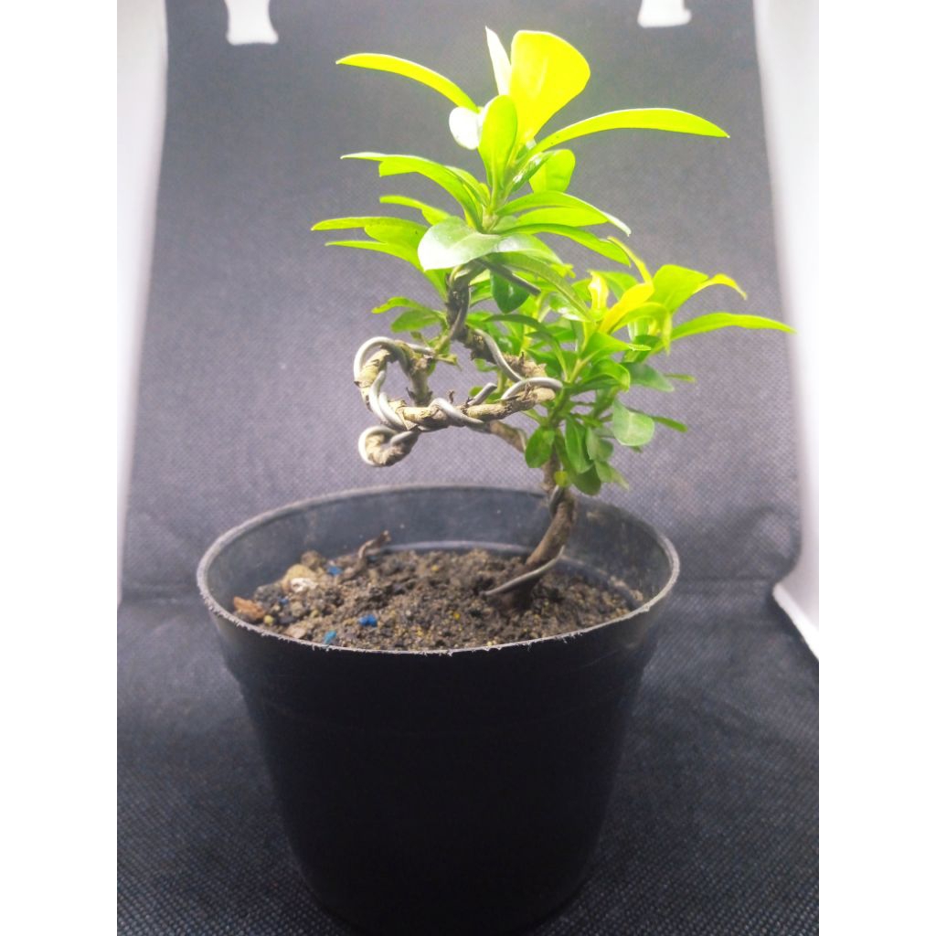bahan bonsai mame asoka mikro bunga merah