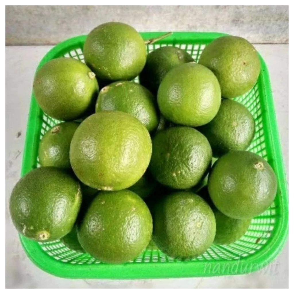 

Nipis 1kg Kualitas Bagus Jeruk nipis segar