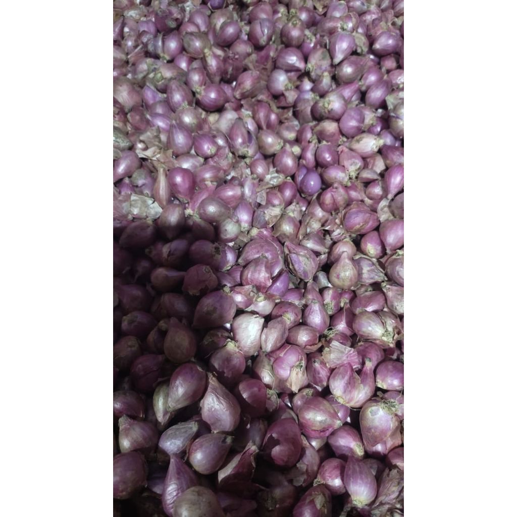 

BAWANG MERAH PAKET 10RB