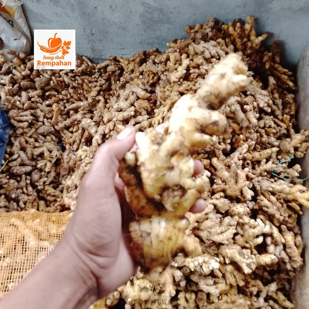 

lempuyang segar fresh 1kg