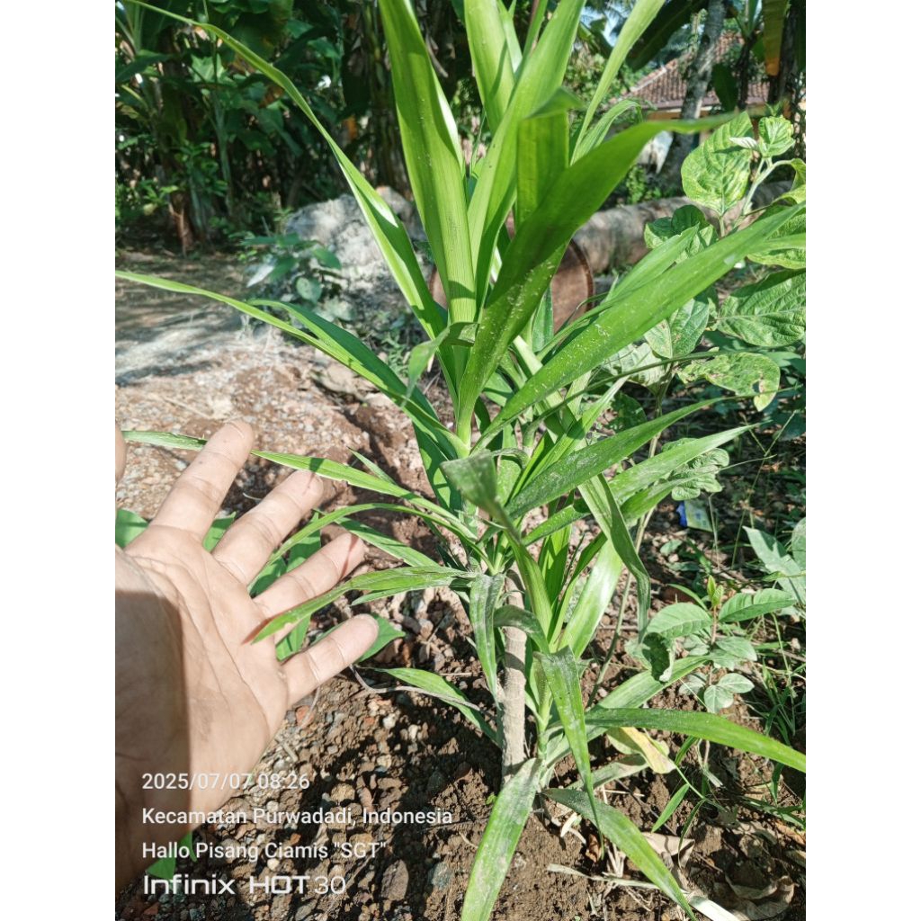 

fresh daun Suji dadak metik 30 lembar