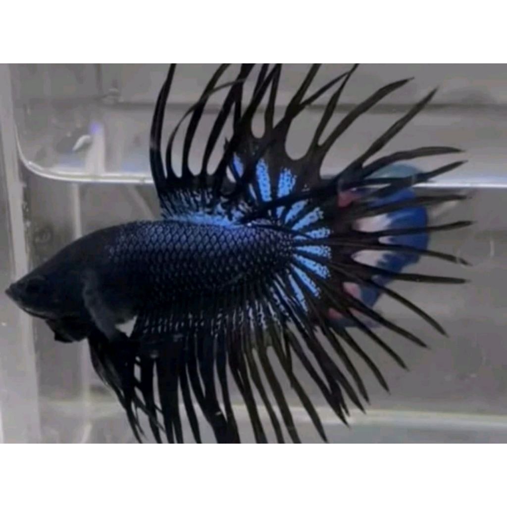 [COD] PROMO... CUPANG CT BLACK ORCHID