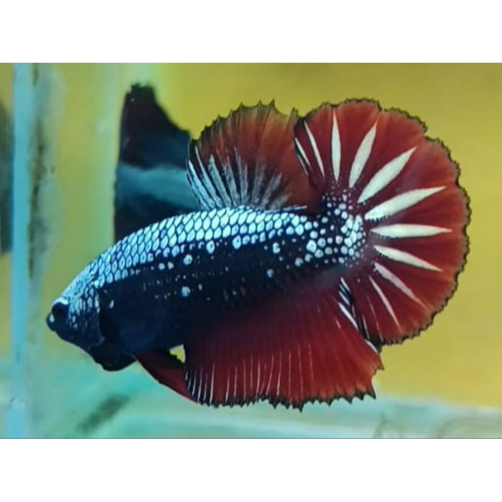 [COD] PROMO... CUPANG RED SAMURAI