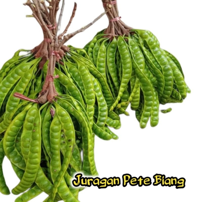 

PETAI/PETE Petai Peteuy Pete Segar 2 Papan I Buah Pete I Makanan Buah I Segar