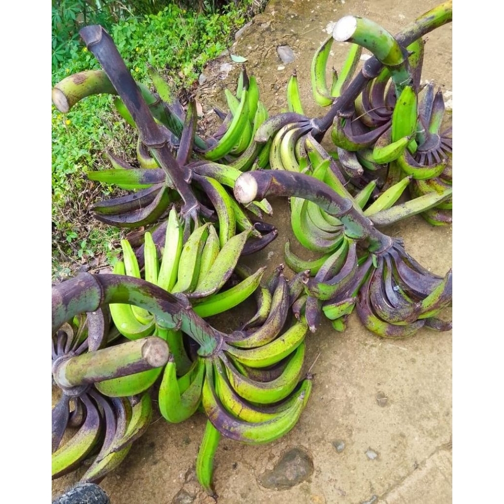 

buah pisang tanduk super jumbo 1kg