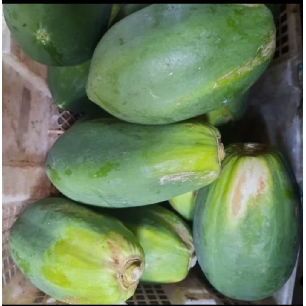 

buah pepaya mentah/belum matang/mengkel/muda