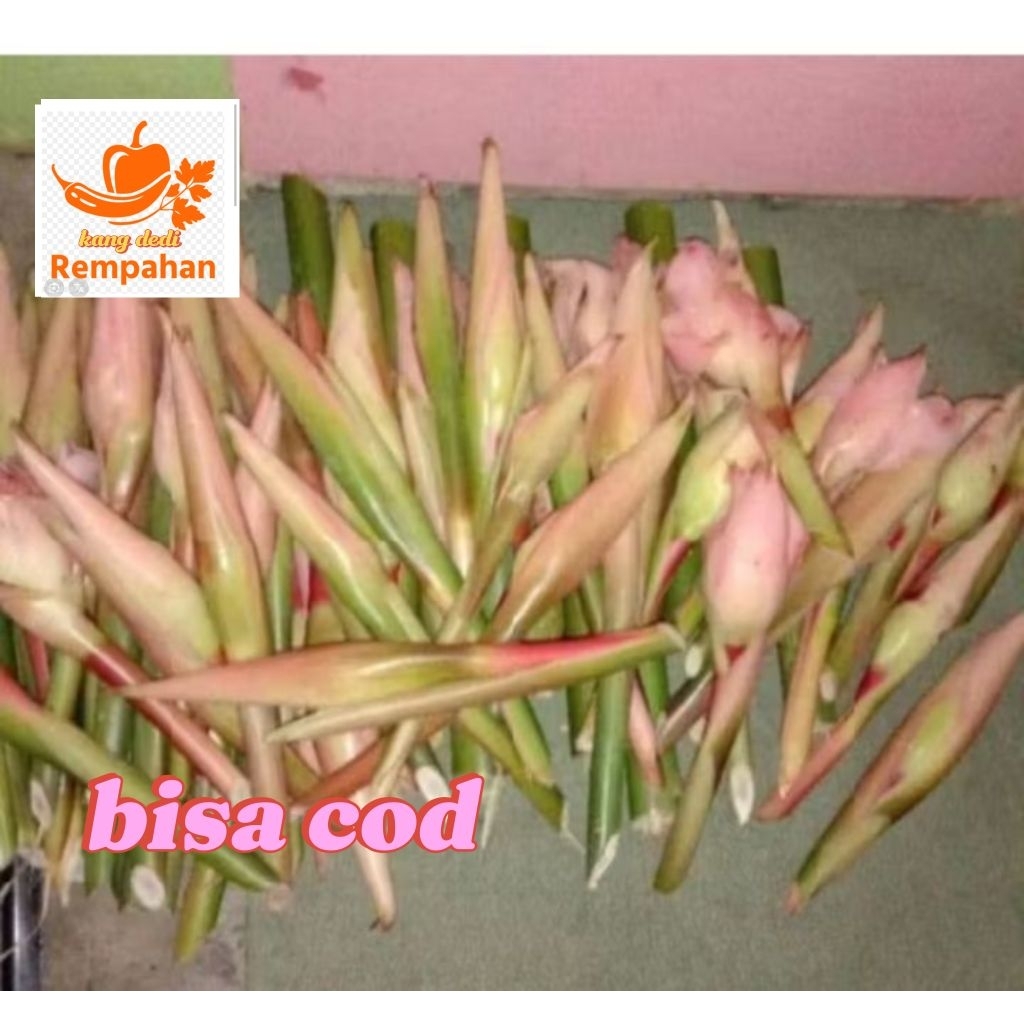 

bunga kecombrang / romeh | satu pcs