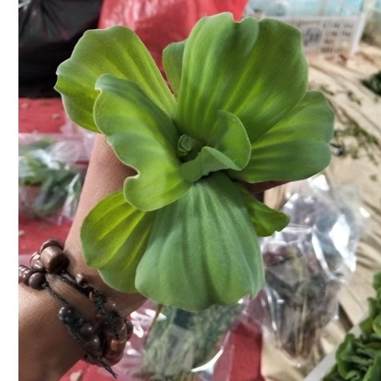 kapu kapu mawar mini hiasan aquarium tanaman apung