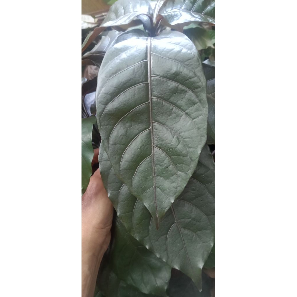 

DAUN HANDEULEUM SEGAR ISI 60 pcs OBAT WASIR