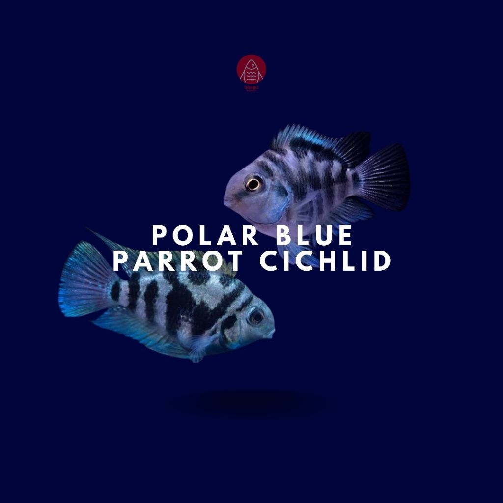 

Polar Blue Parrot Cichild