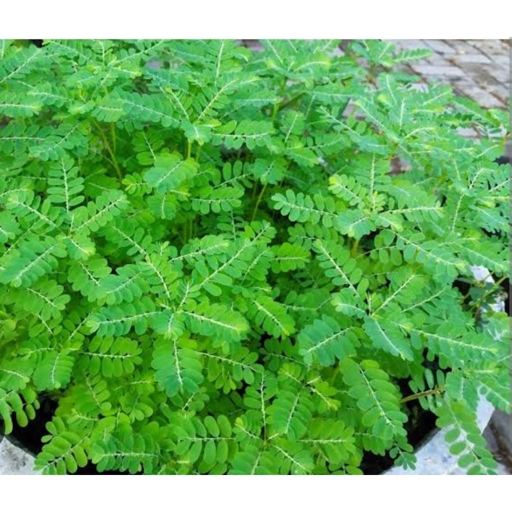 

Daun meniran/meniran segar 250 gram