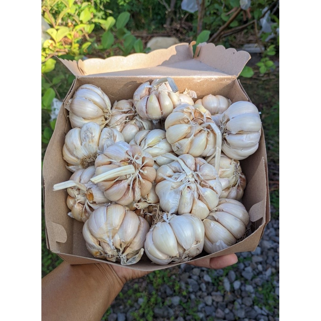 

Bawang putih sinco 500gram