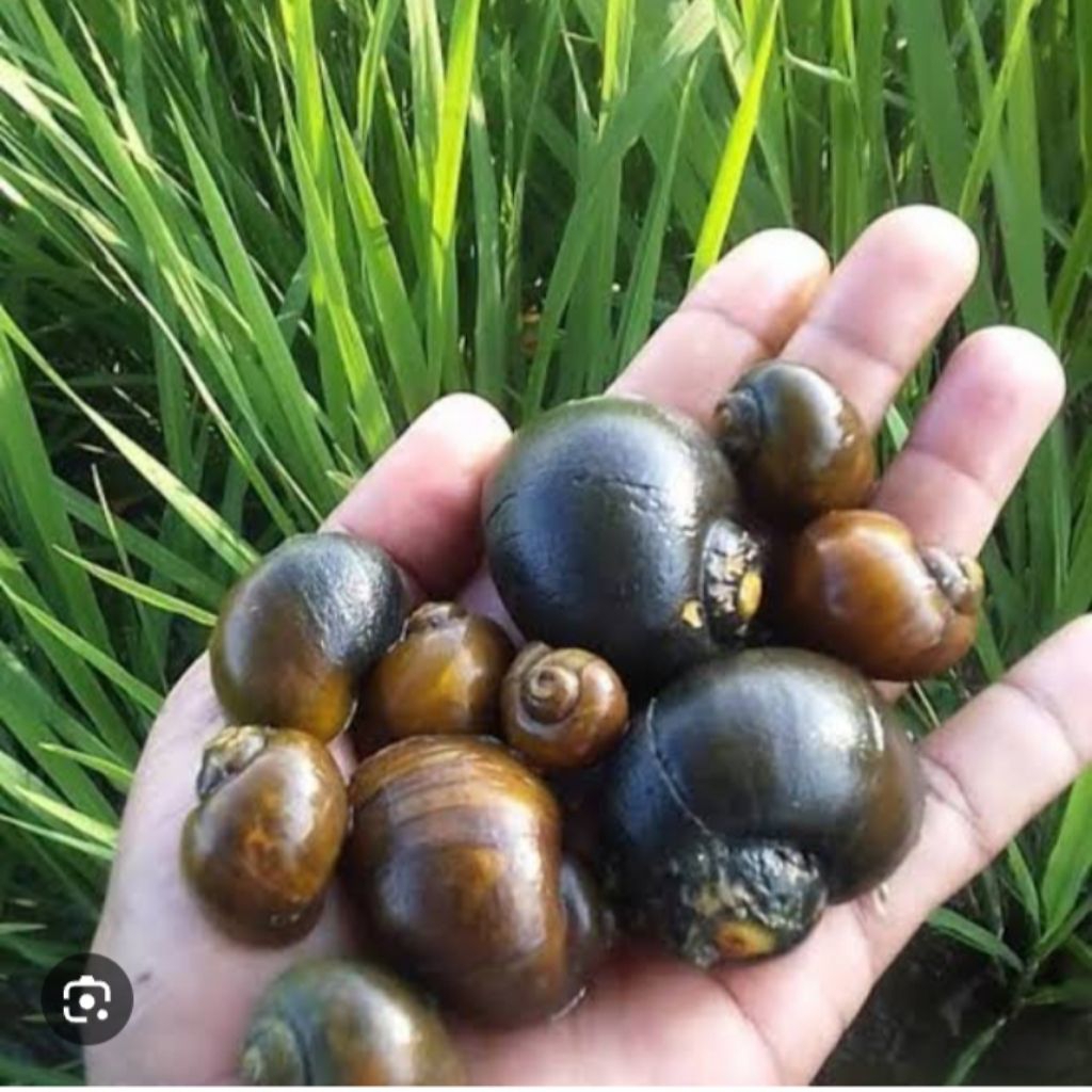 

keong sawah 500 gram