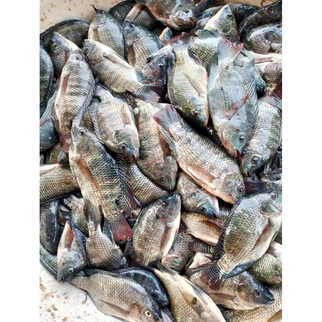 

Ikan jaer nila fresh 1kg ( sekilo isi 4-5)